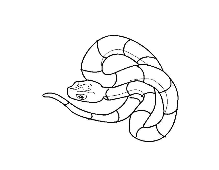 Название: Раскраска Змея. Категория: змея. Теги: змея.