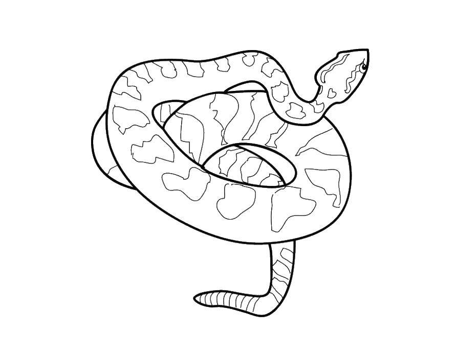 Coloring Snake. Category the snake. Tags:  the snake.