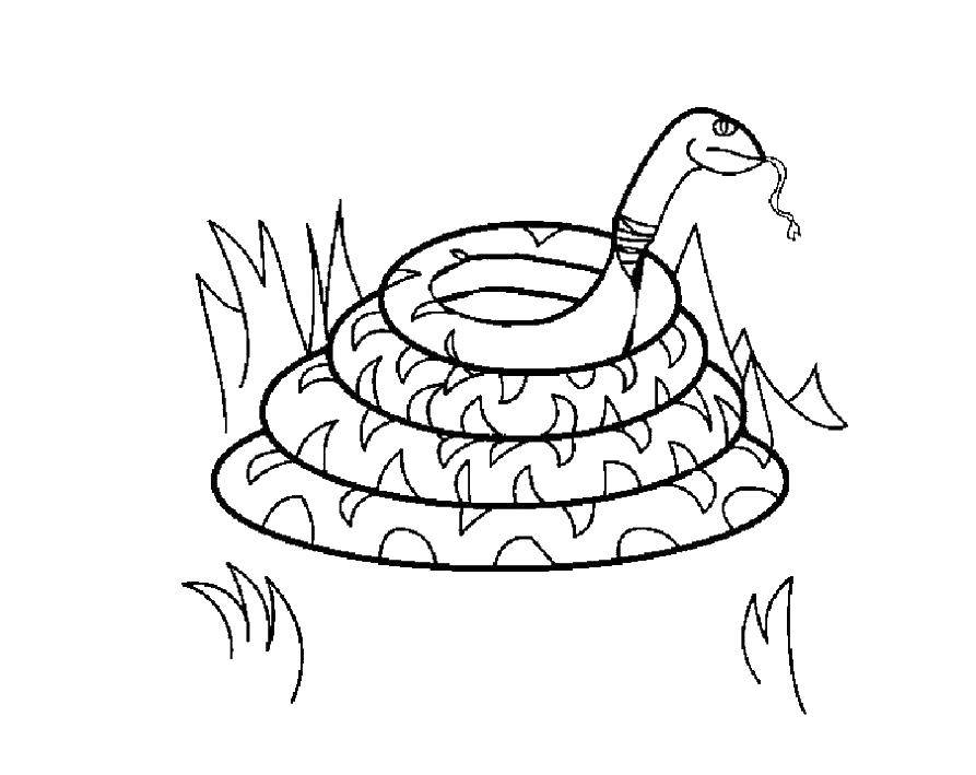 Coloring Snake. Category the snake. Tags:  the snake.