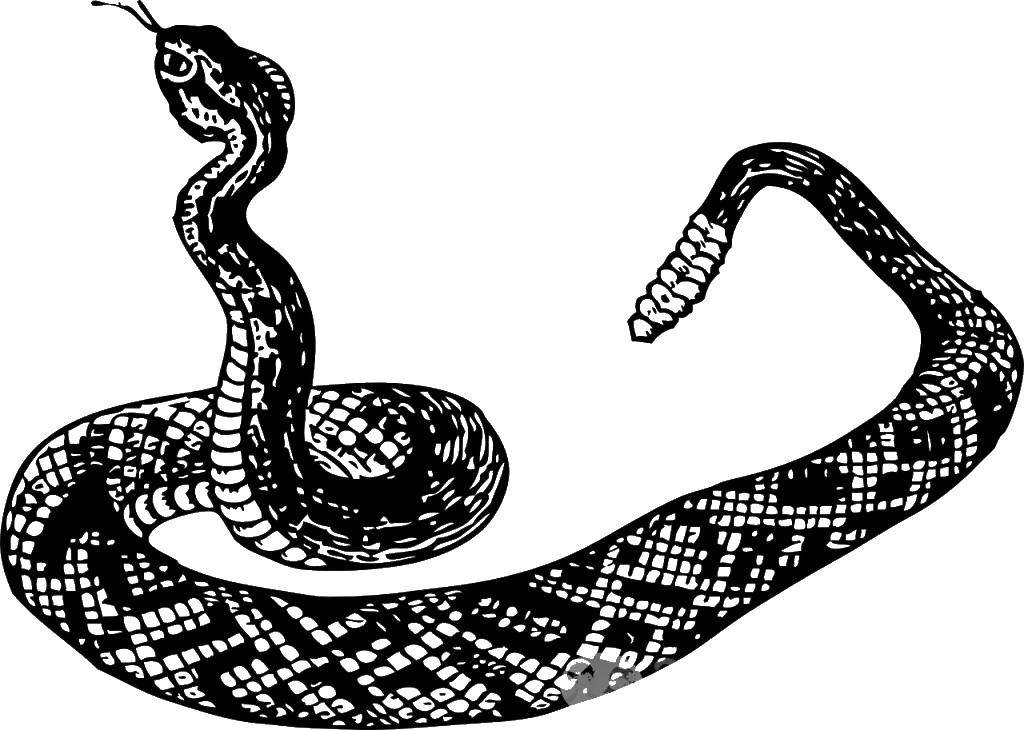Coloring Snake. Category the snake. Tags:  the snake.