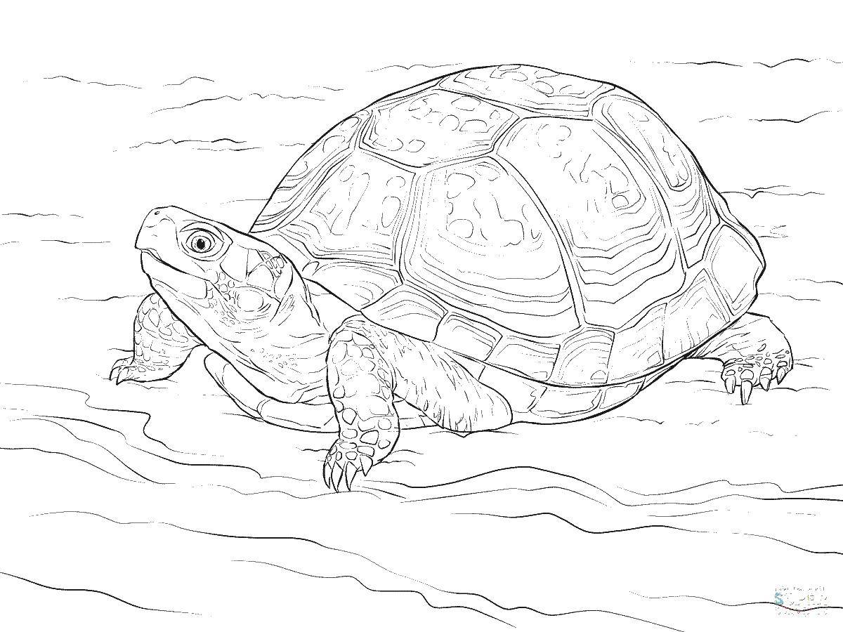 Coloring Turtle. Category Animals. Tags:  turtle.