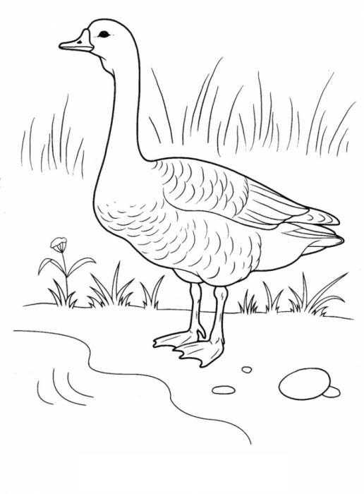 Coloring Goose on the meadow by the river. Category Pets allowed. Tags:  goose, river, meadow.