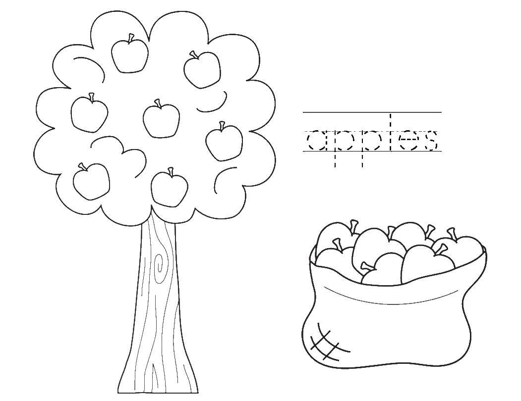 Coloring Apple. Category tree. Tags:  Apple tree, tree.