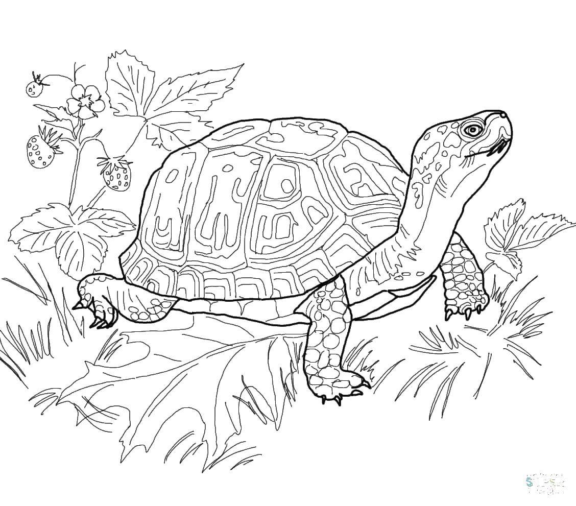 Название: Раскраска Черепаха. Категория: Животные. Теги: черепаха.