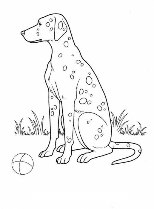 Название: Раскраска Собака далматинец с мячом на травке. Категория: домашние животные. Теги: собака, травка, мяч.