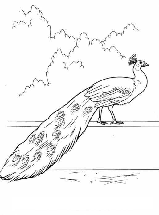 Coloring Peacock barrier. Category Pets allowed. Tags:  peacock, barrier.