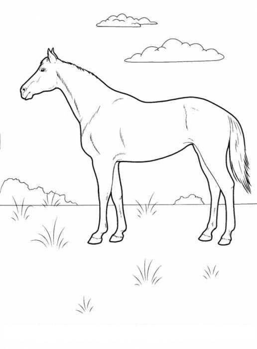 Название: Раскраска Лошадка на полянке. Категория: домашние животные. Теги: лашадь, полянка.