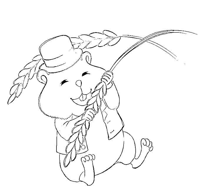 Coloring Hamster eats wheat. Category rodents . Tags:  Hamster, gerbil.