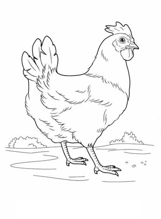 Название: Раскраска Курица наполянке. Категория: домашние животные. Теги: курица, полянка.