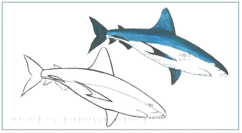 Coloring Sharks. Category Sharks. Tags:  the shark.