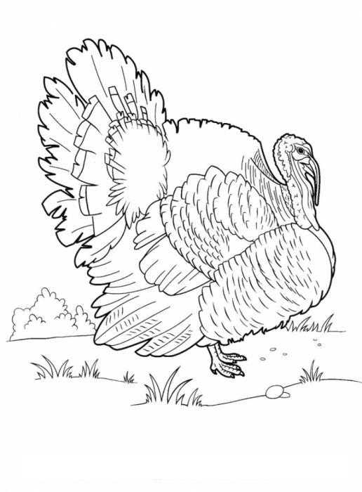 Coloring Turkey in the meadow. Category Pets allowed. Tags:  Turkey, meadow.