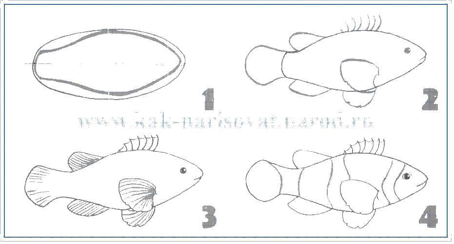 Coloring Draw a fish. Category fish. Tags:  fish.