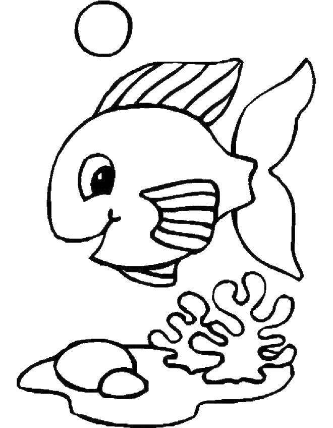 Название: Раскраска Рыбка. Категория: рыбы. Теги: рыба.