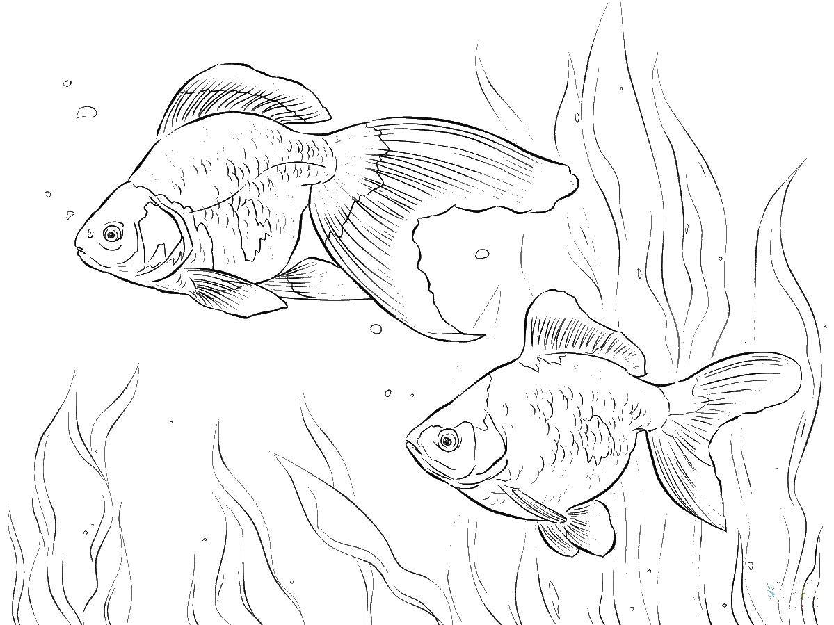Coloring Goldfish. Category gold fish . Tags:  gold fish .