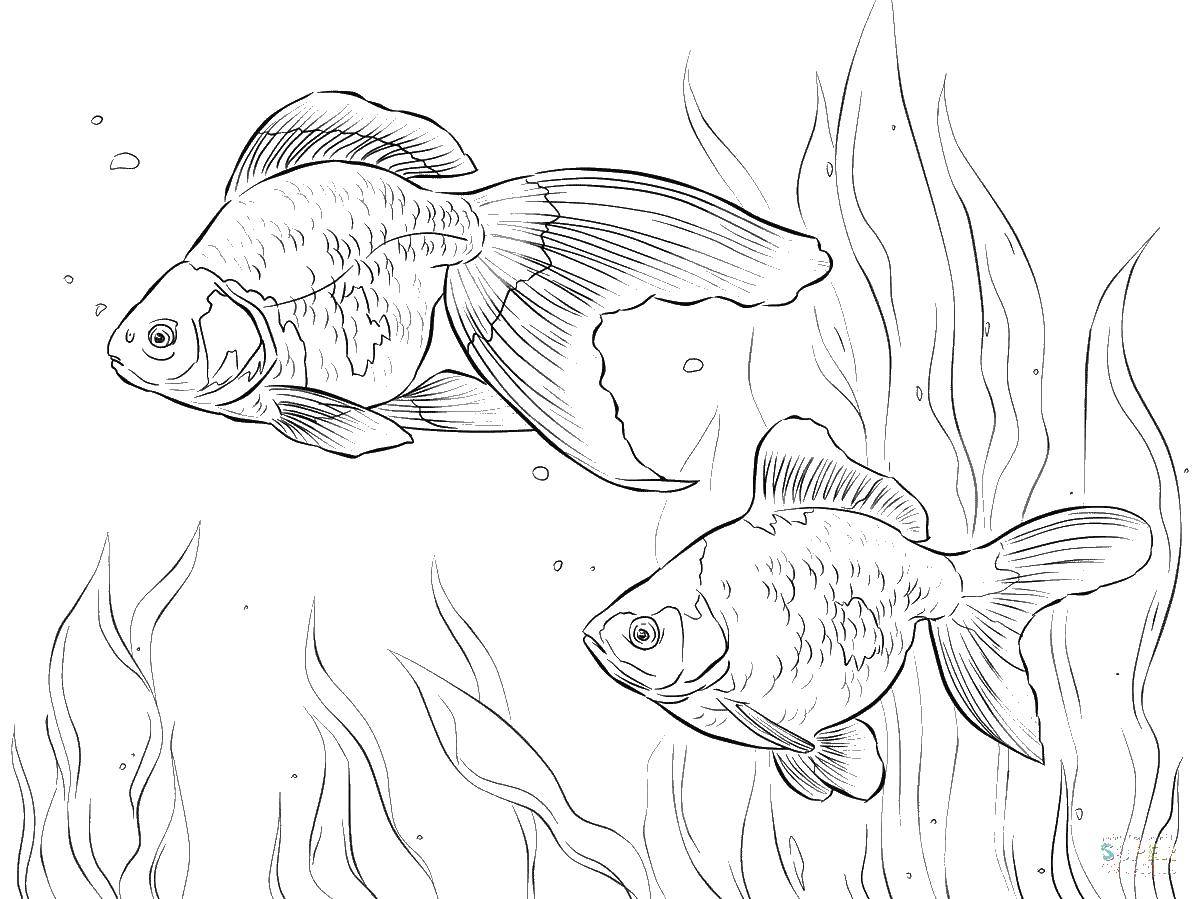 Название: Раскраска Золотые рыбки. Категория: золотая рыбка. Теги: золотая рыбка.