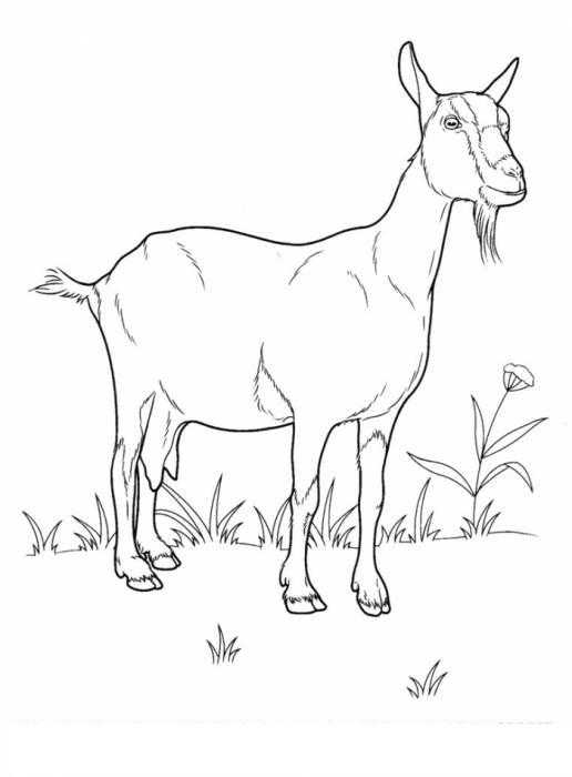 Название: Раскраска Коза на полянке. Категория: домашние животные. Теги: коза, полянка.
