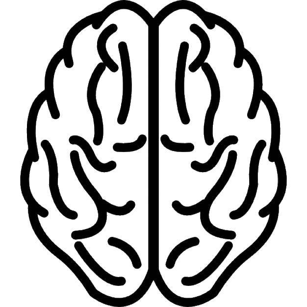 Название: Раскраска Мозг. Категория: Строение тела. Теги: Орган, мозг.