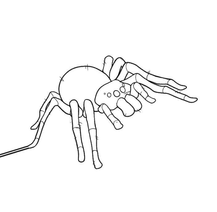 Название: Раскраска Таракан. Категория: пауки. Теги: тарантул, паук.
