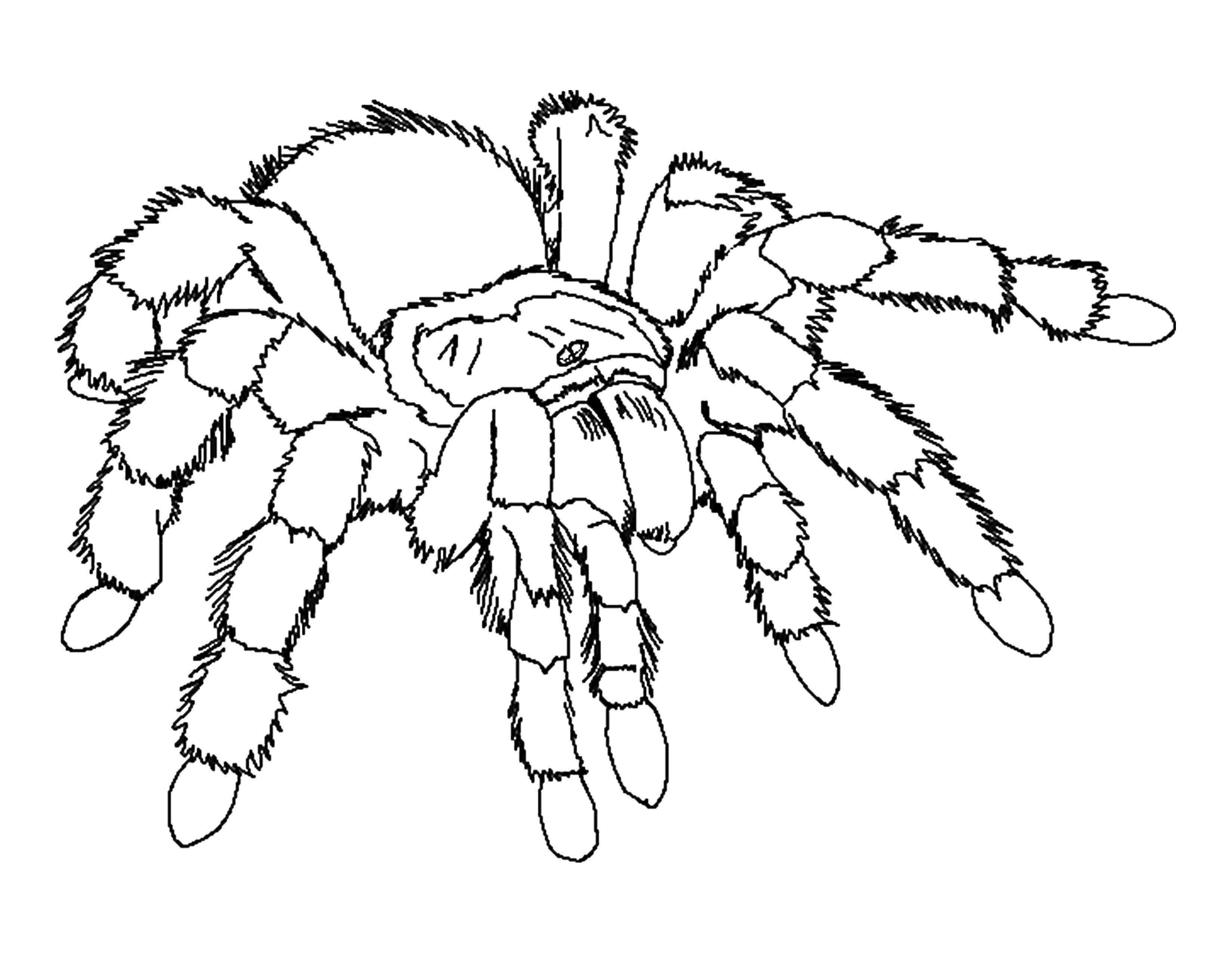 Coloring Tarantula. Category Insects. Tags:  Insects, spider.