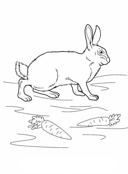 Название: Раскраска Кролик с двумя морковками. Категория: домашние животные. Теги: кролик, морковка.