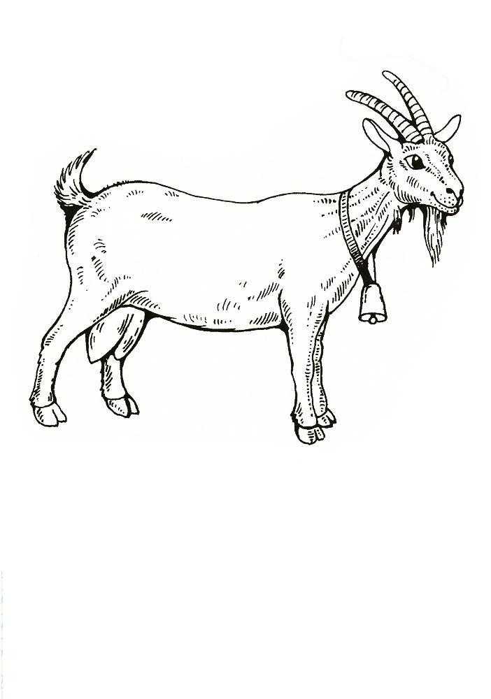 Название: Раскраска Коза с колокольчиком. Категория: домашние животные. Теги: коза, колокольчик.