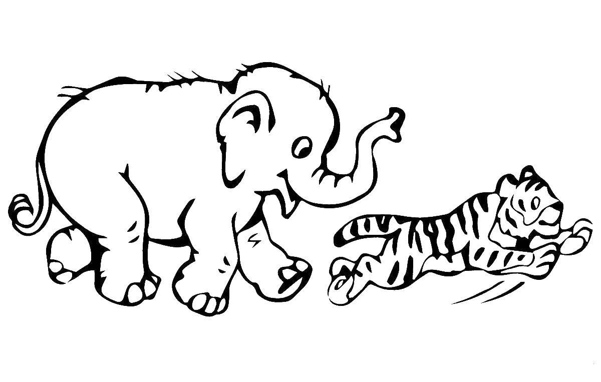Название: Раскраска Слоник догоняет тигра. Категория: дикие животные. Теги: Животные, слоненок, тигр.