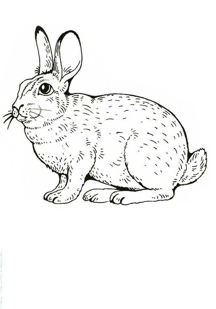 Название: Раскраска Кролик. Категория: домашние животные. Теги: кролик.