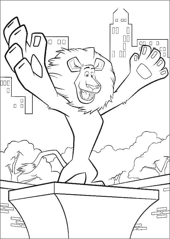 Coloring Alex. Category Madagascar. Tags:  Cartoon character.