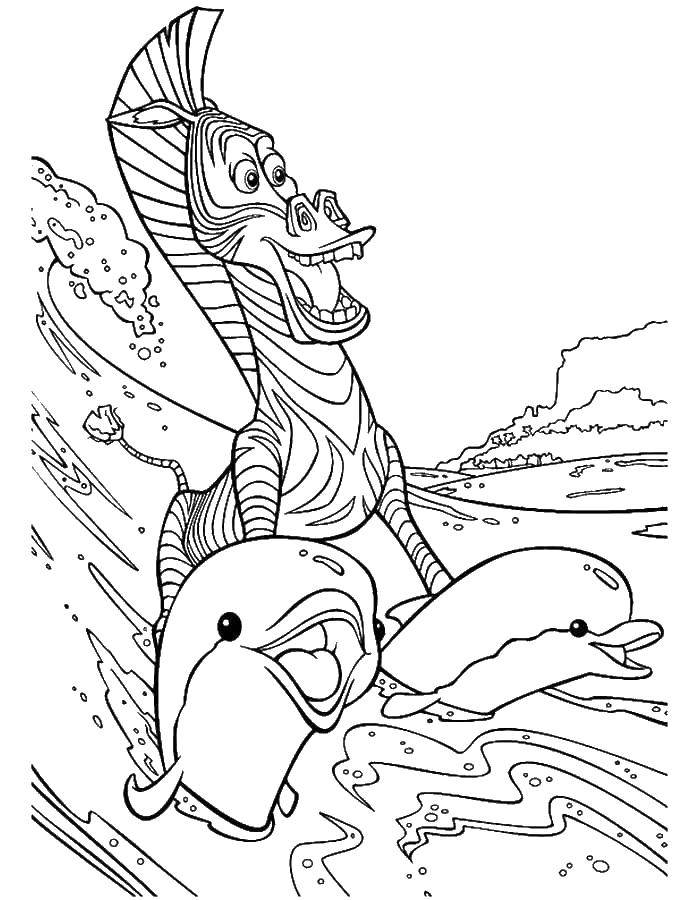 Название: Раскраска Марти на дельфинчиках. Категория: мадагаскар. Теги: Персонаж из мультфильма.