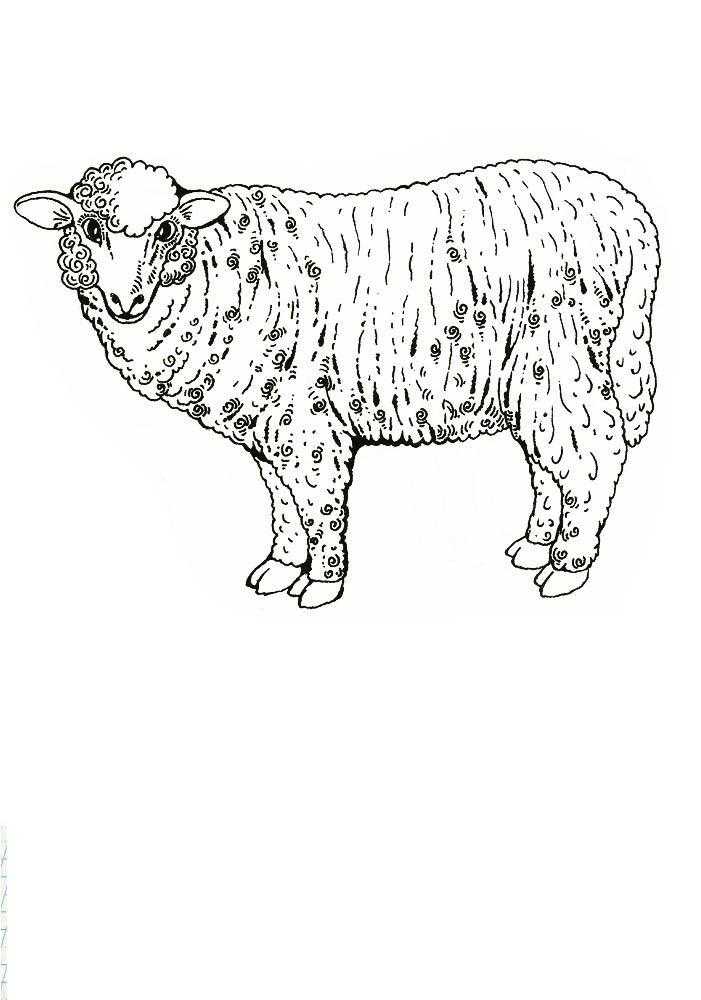 Coloring Sheep. Category Pets allowed. Tags:  sheep.