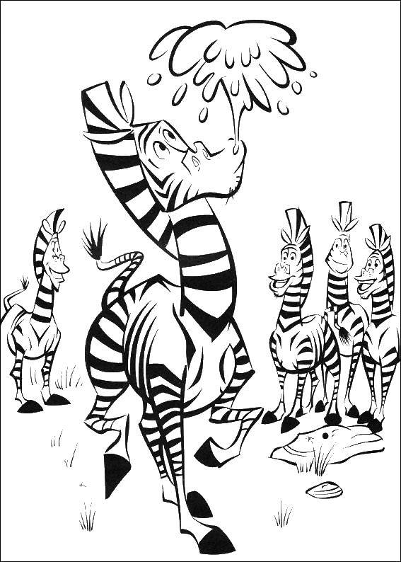 Coloring Zebra. Category Madagascar. Tags:  Cartoon character.
