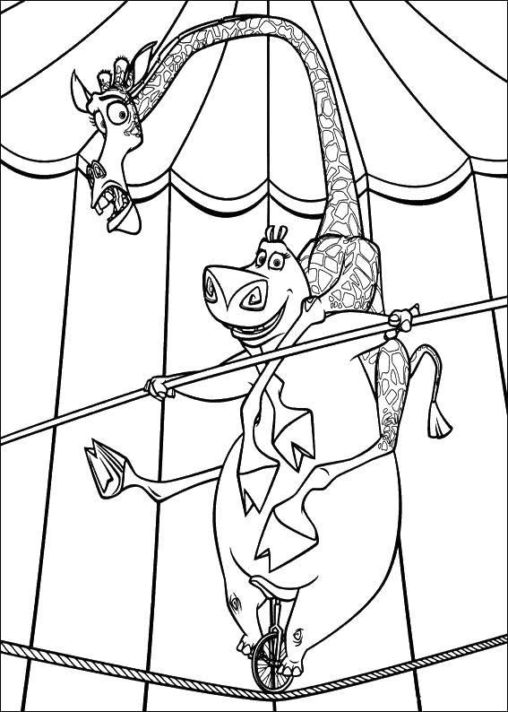 Название: Раскраска Глория в цирке с жирафом. Категория: мадагаскар. Теги: Персонаж из мультфильма.