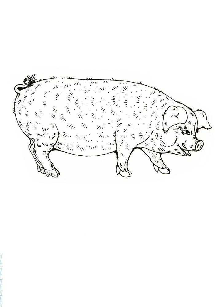 Название: Раскраска Свинья. Категория: домашние животные. Теги: свинья.