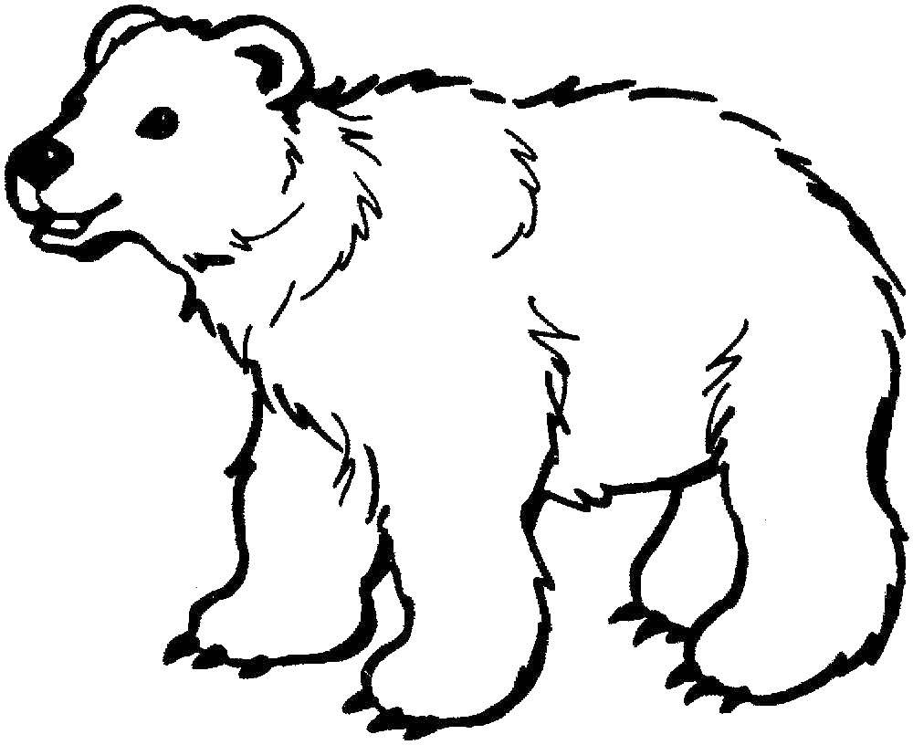 Название: Раскраска Белый медведь. Категория: медвежонок умка. Теги: Животные, белый медведь.