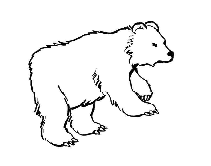 Название: Раскраска Бурый медведь. Категория: Животные. Теги: Животные, медведь.