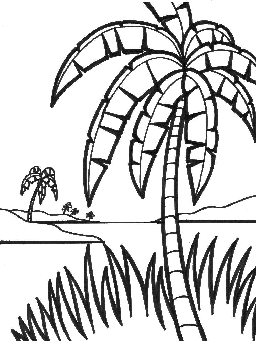 Название: Раскраска Пальма. Категория: дерево. Теги: Деревья, пальма.