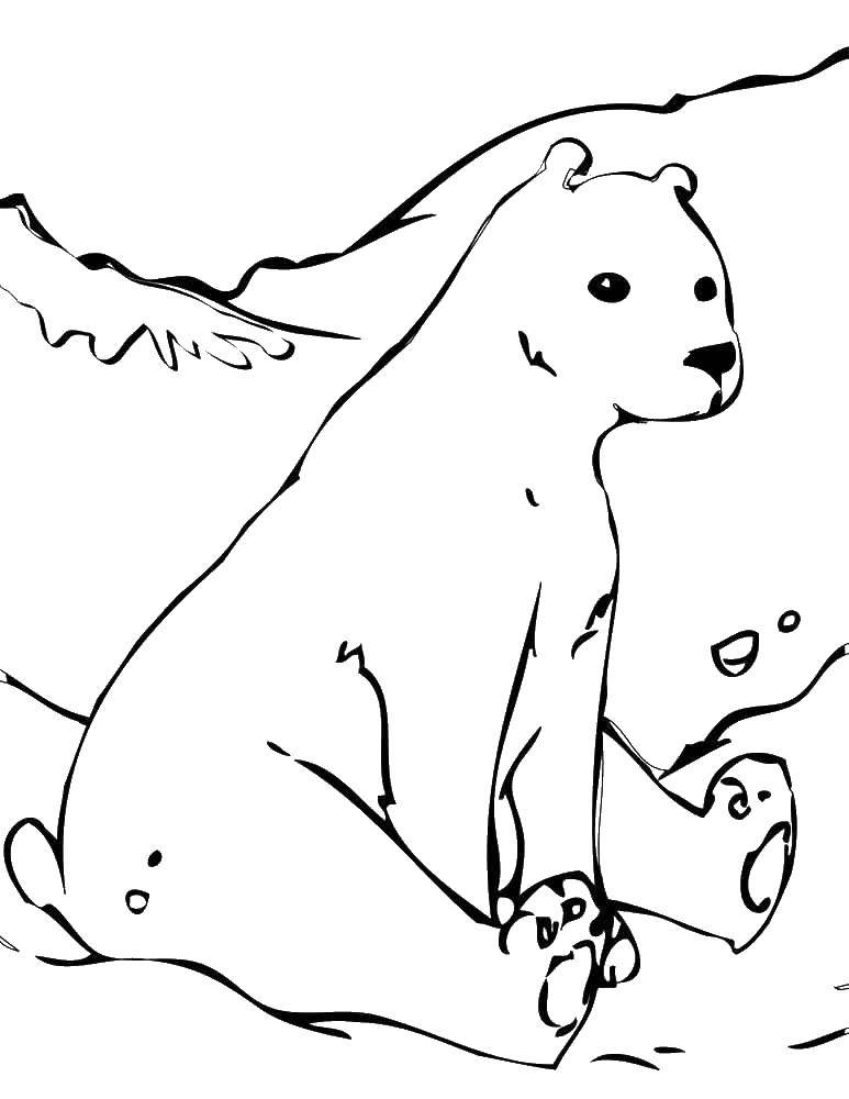 Название: Раскраска Полярный медведь. Категория: медвежонок умка. Теги: Животные, белый медведь.