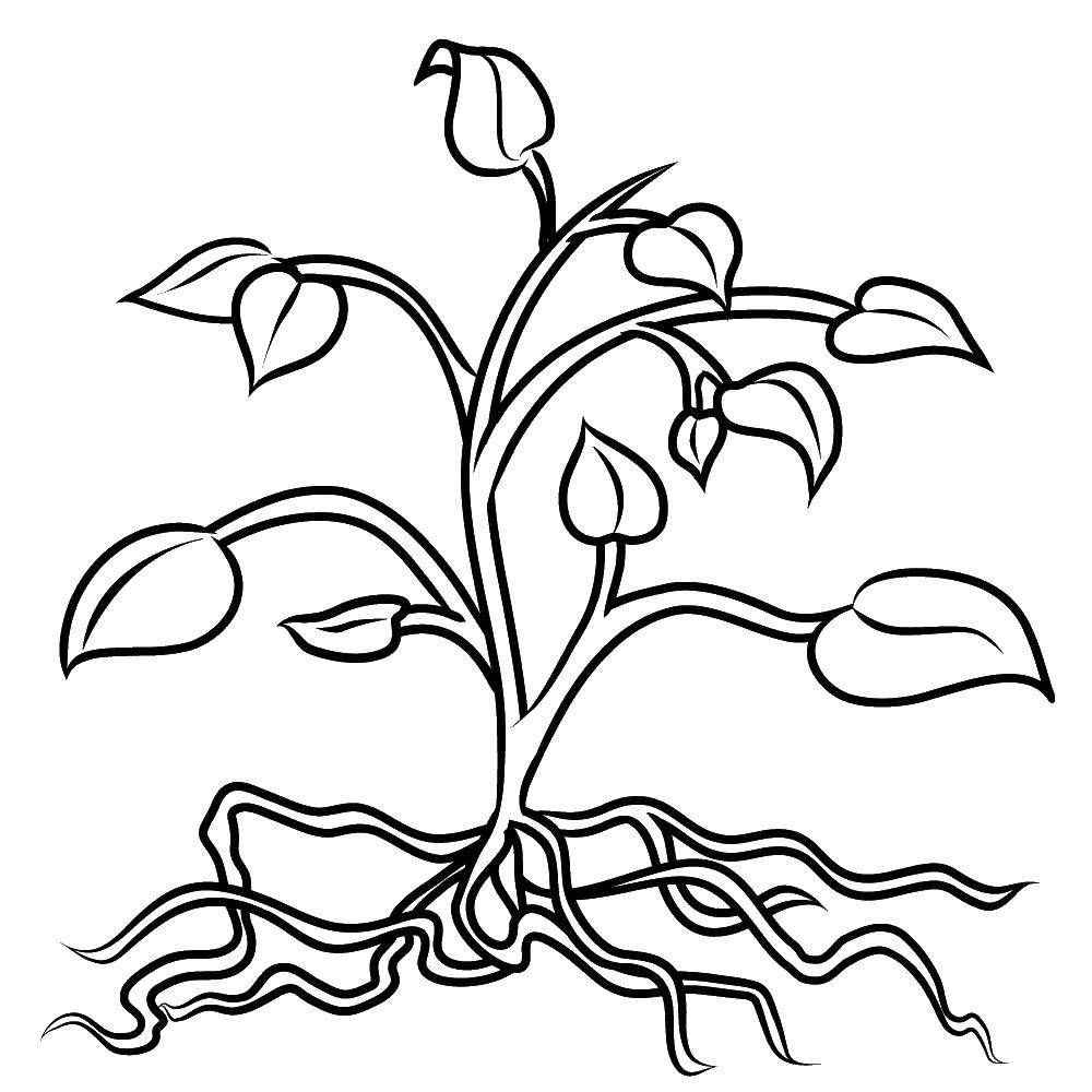 Название: Раскраска Разросшийся цветок. Категория: растения. Теги: Растения, цветок.