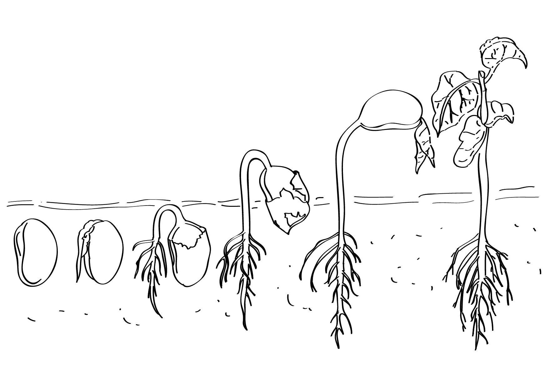 Жизненный цикл овощных растений по маркову. Цикл прорастания фасоли. Растения. Раскраска. Стадии роста растений. Стадии роста растений для дошкольников.