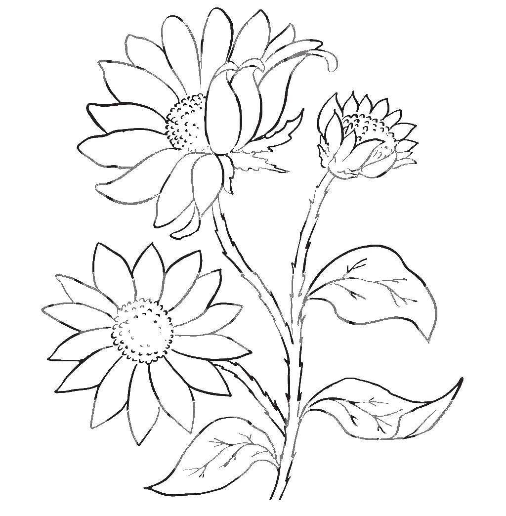 Coloring Flowers. Category flowers. Tags:  Flowers.