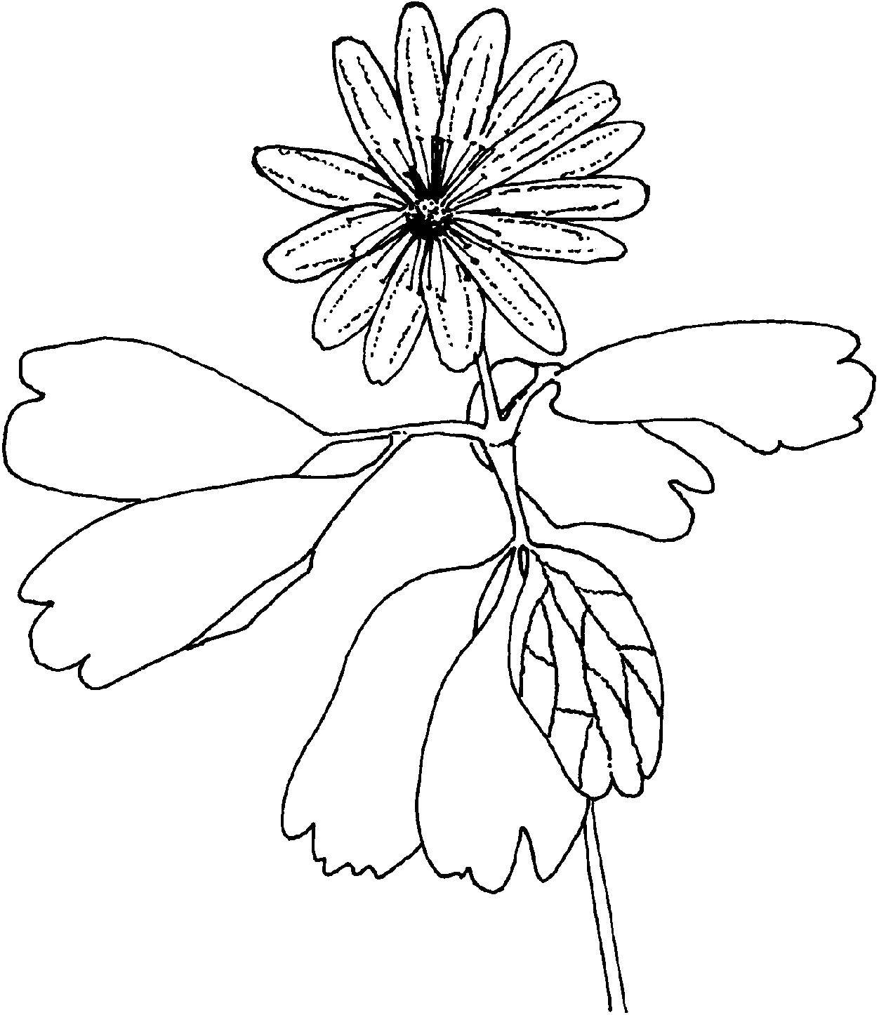 Coloring Beautiful flower. Category flowers. Tags:  Flowers.