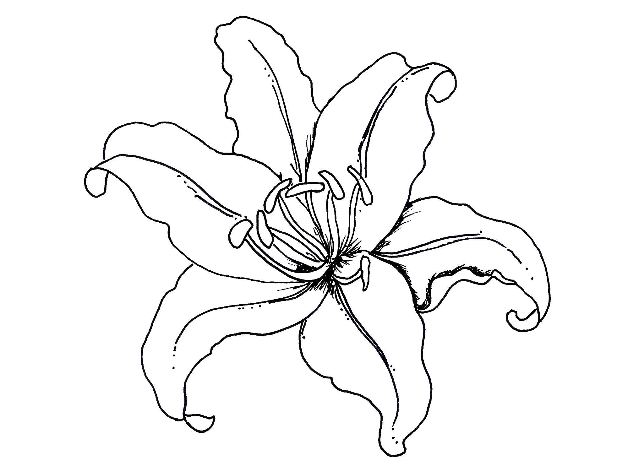 Coloring Lily. Category flowers. Tags:  Flowers.