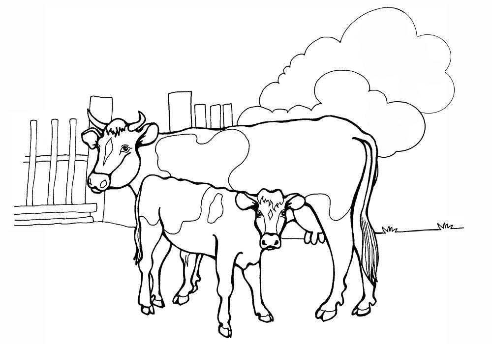 Название: Раскраска Корова с теленком на ферме. Категория: домашние животные. Теги: корова, теленок, ферма.