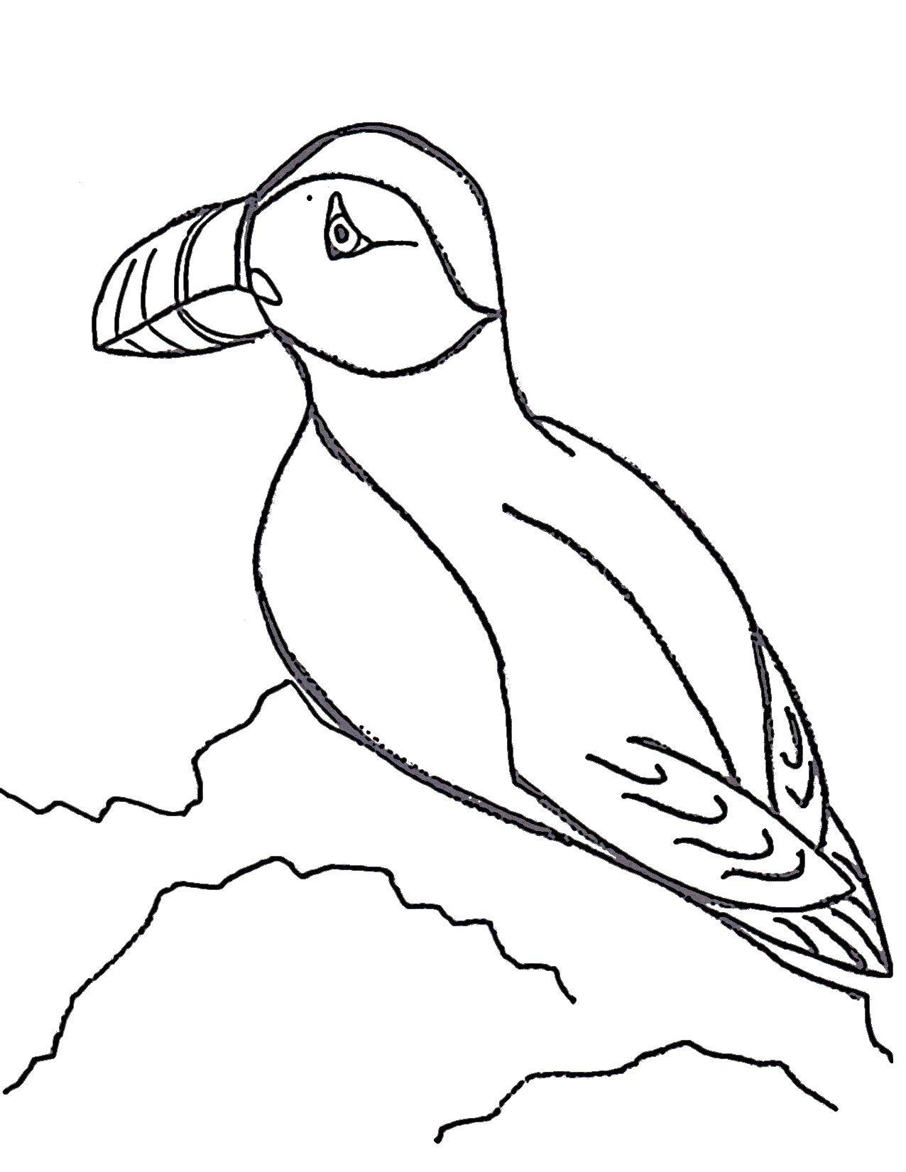 Coloring Toucan bird. Category birds. Tags:  Toucan, bird.
