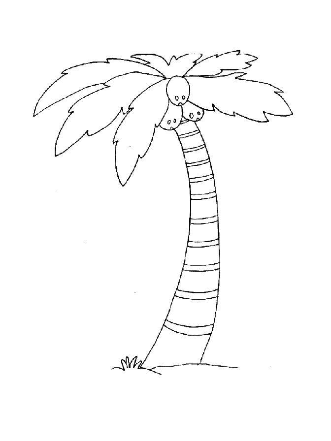 Coloring Coconut tree. Category tree. Tags:  coconut. tree.