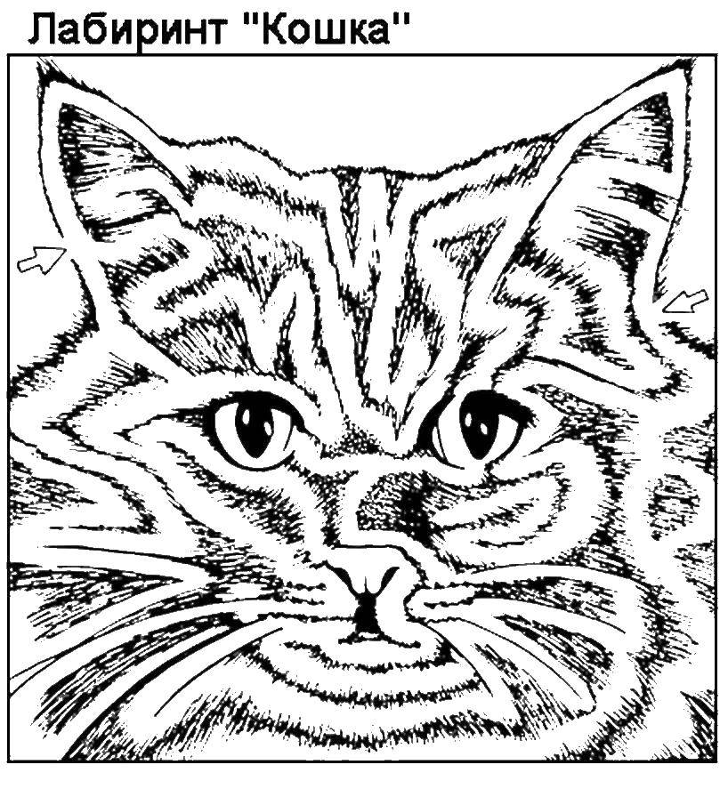 Название: Раскраска Кошка лабиринт. Категория: лабиринты. Теги: кошка.