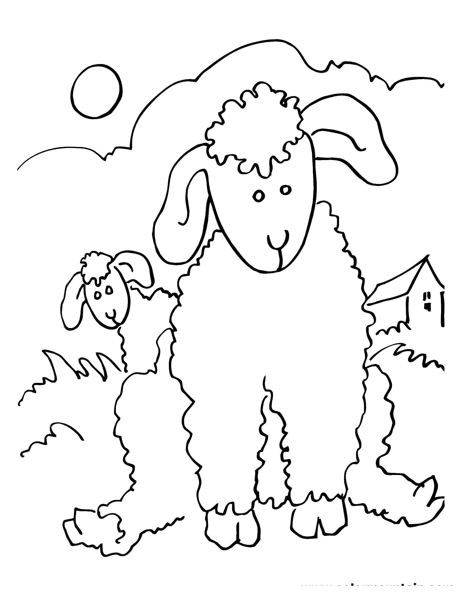 Название: Раскраска Овцы. Категория: Животные. Теги: овцы.