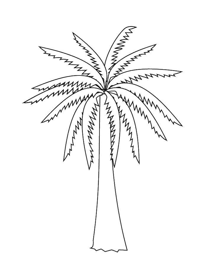 Название: Раскраска Пальма. Категория: дерево. Теги: пальма.