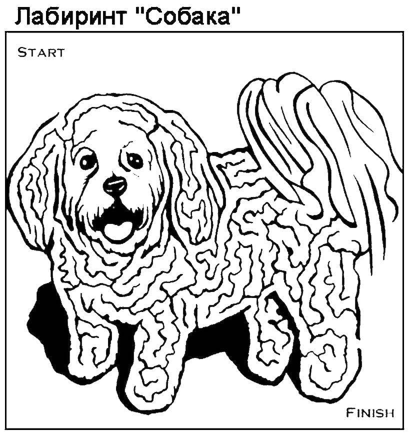 Название: Раскраска Прохождения лабиринта собаки. Категория: лабиринты. Теги: собака, лабиринт.