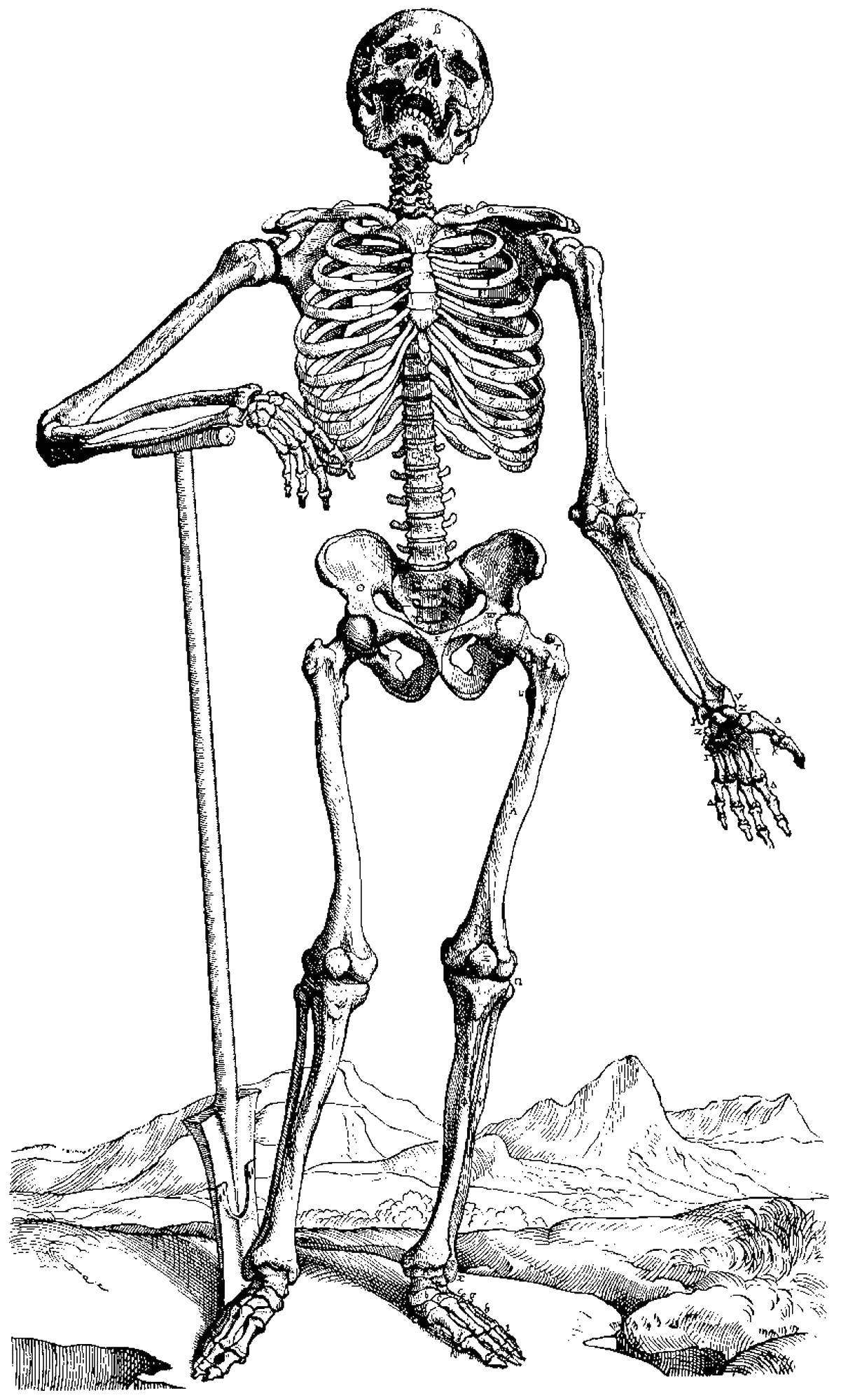 Название: Раскраска Скелет. Категория: скелеты. Теги: скелет, кости.